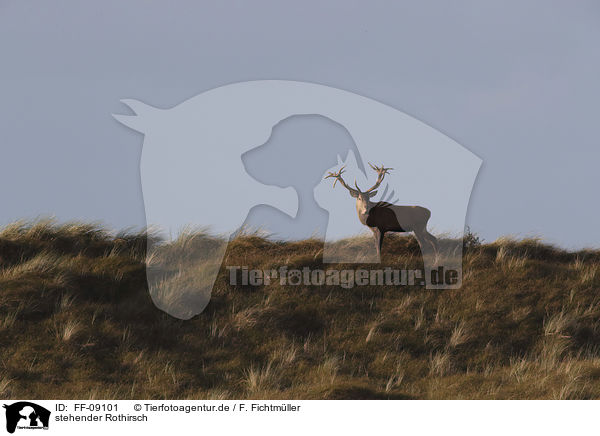 stehender Rothirsch / FF-09101