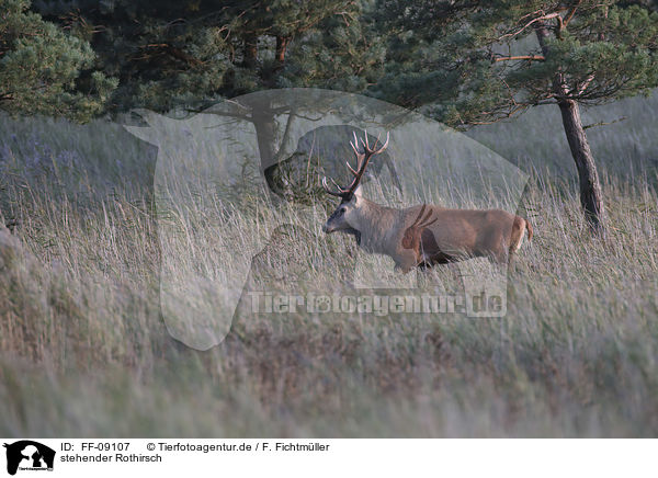 stehender Rothirsch / standing Red Deer / FF-09107