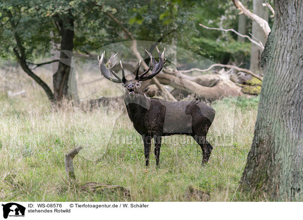 stehendes Rotwild / standing Red Deer / WS-08576