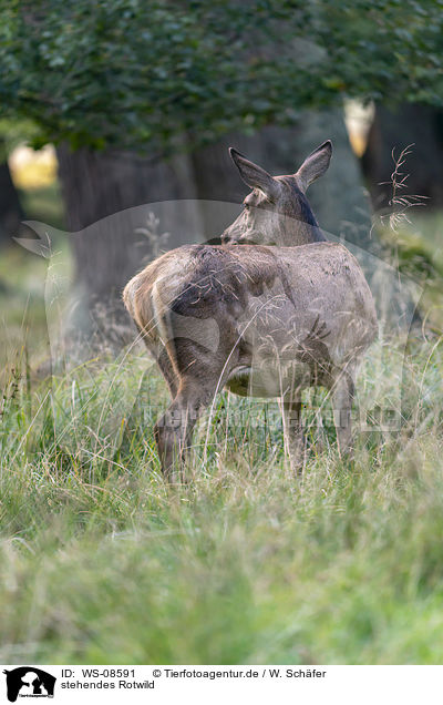 stehendes Rotwild / WS-08591