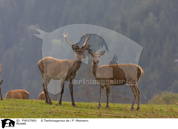 Rotwild / red deer / PW-07983