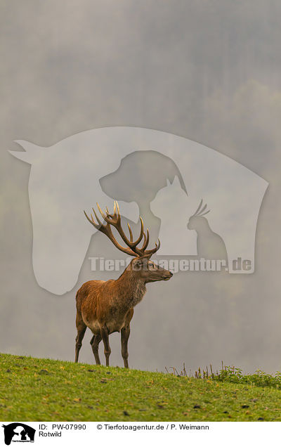 Rotwild / red deer / PW-07990
