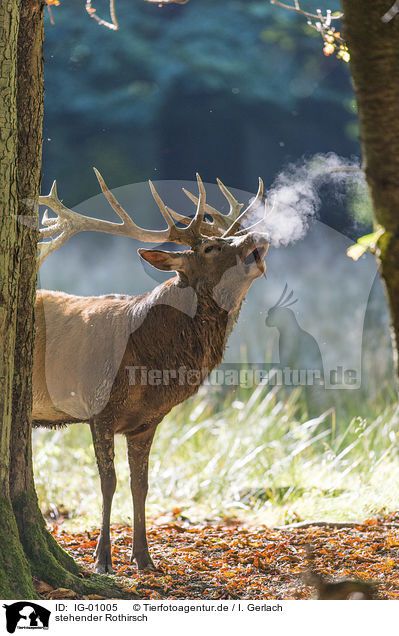 stehender Rothirsch / standing Red Deer / IG-01005