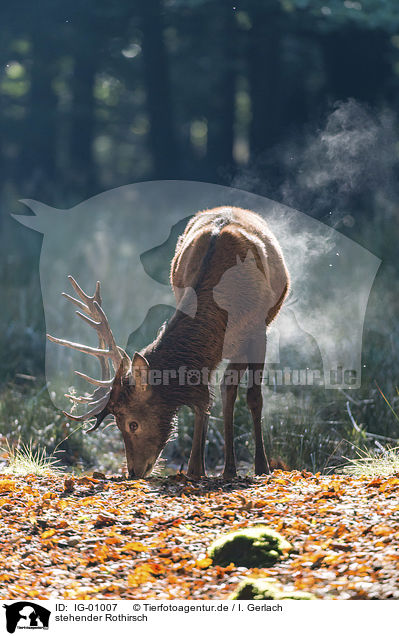 stehender Rothirsch / standing Red Deer / IG-01007