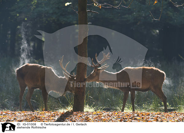 stehende Rothirsche / standing Red Deers / IG-01008