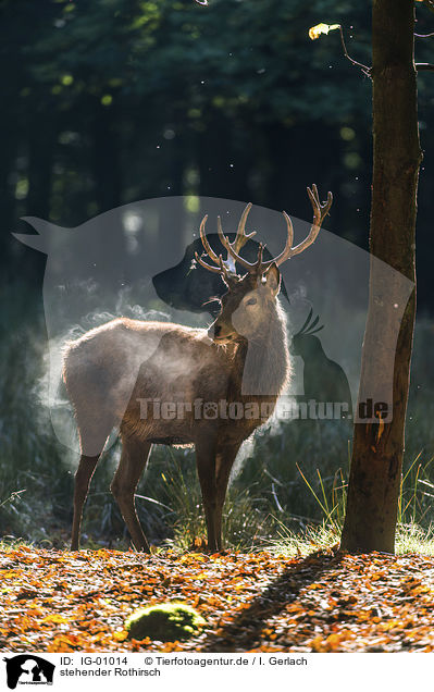 stehender Rothirsch / standing Red Deer / IG-01014