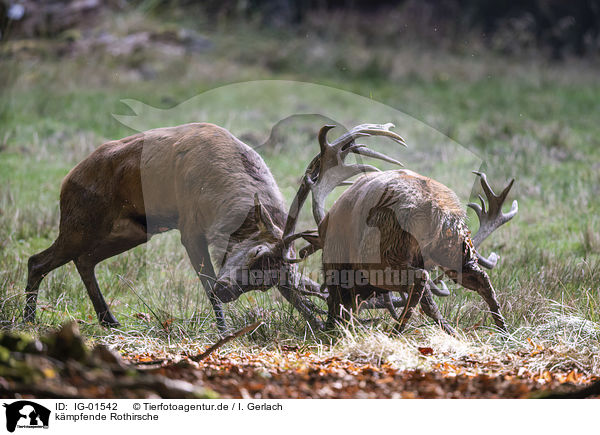 kmpfende Rothirsche / fighting Red Deers / IG-01542