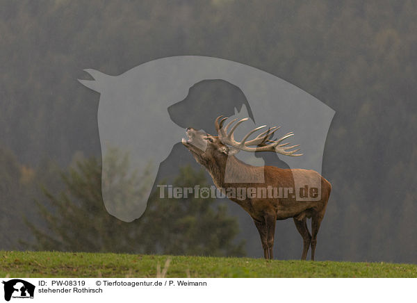 stehender Rothirsch / standing Red Deer / PW-08319