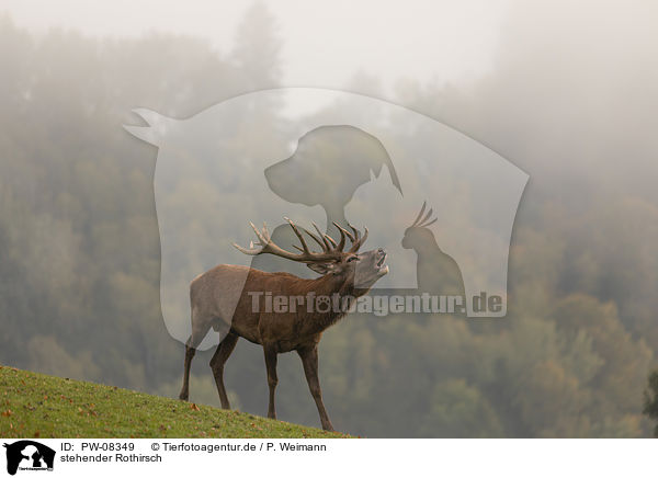 stehender Rothirsch / PW-08349