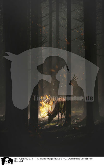 Rotwild / Red Deer / CDE-02971