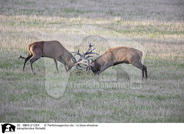 kmpfendes Rotwild / fighting Red Deers / MBS-21264