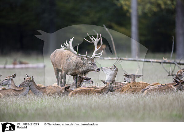 Rotwild / Red Deers / MBS-21277