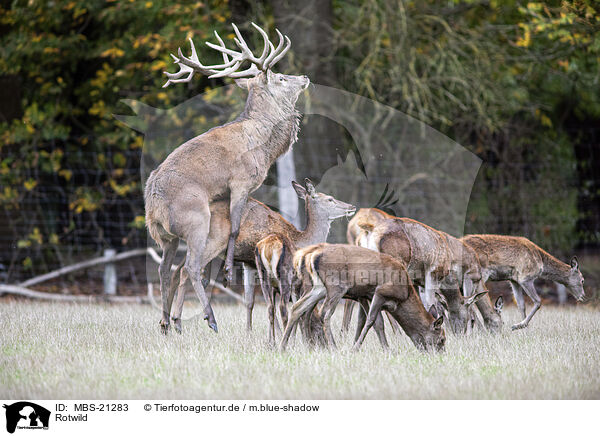 Rotwild / Red Deers / MBS-21283