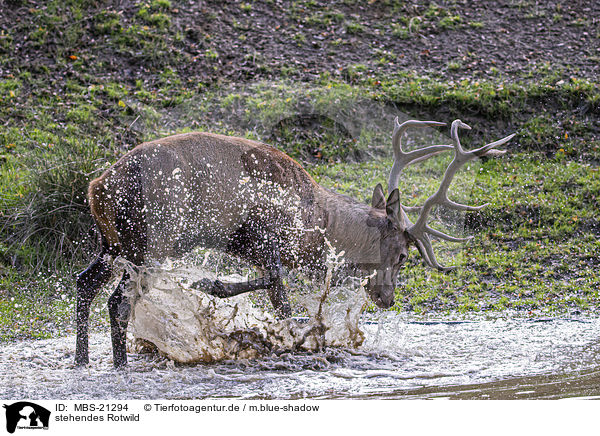 stehendes Rotwild / standing Red Deer / MBS-21294