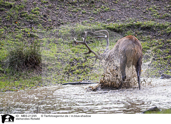 stehendes Rotwild / standing Red Deer / MBS-21295