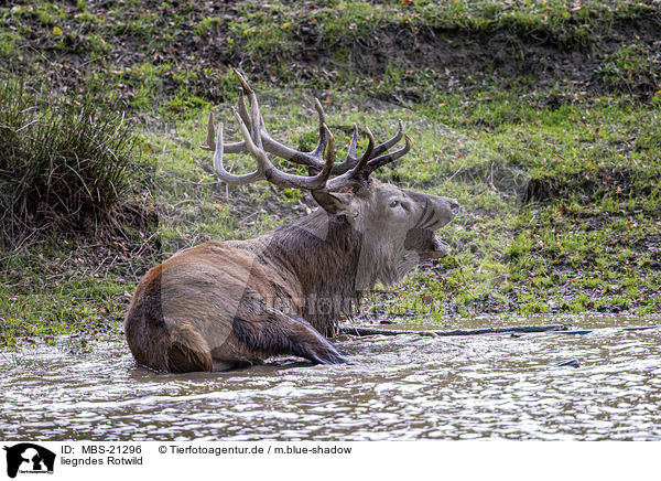 liegndes Rotwild / lying Red Deer / MBS-21296