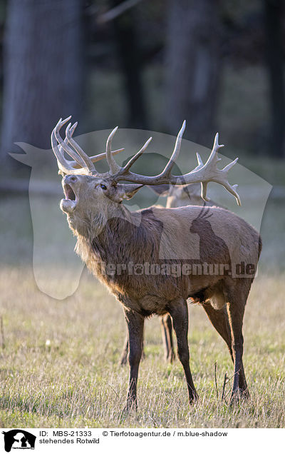 stehendes Rotwild / standing Red Deers / MBS-21333