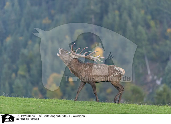 laufendes Rotwild / walking Red Deer / PW-08865