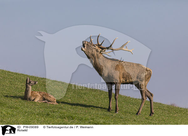Rotwild / Red Deers / PW-09089