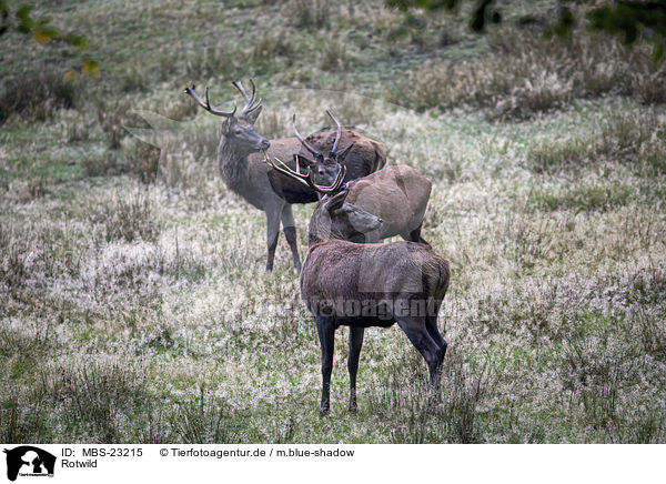 Rotwild / red deer / MBS-23215