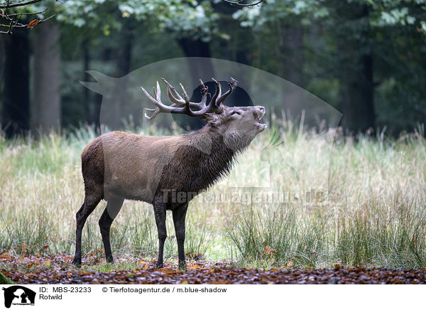Rotwild / red deer / MBS-23233