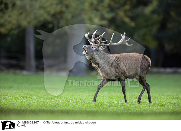 Rotwild / red deer / MBS-23267
