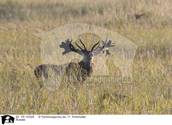 Rotwild / red deer / FF-10328