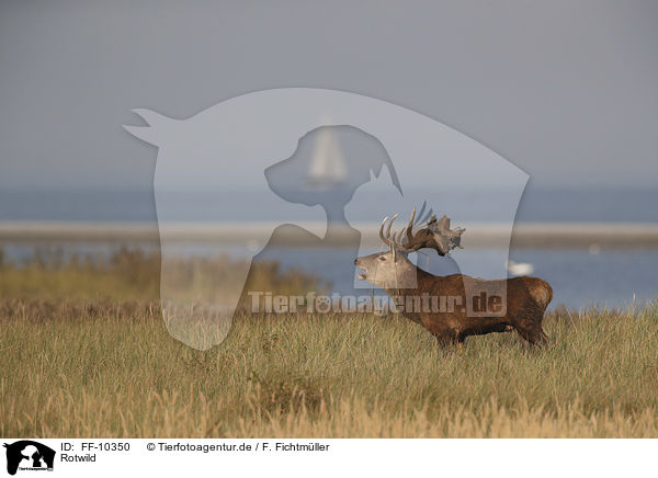 Rotwild / red deer / FF-10350
