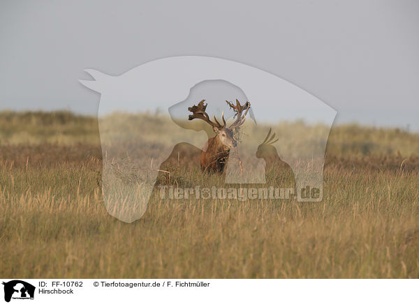 Hirschbock / stag / FF-10762