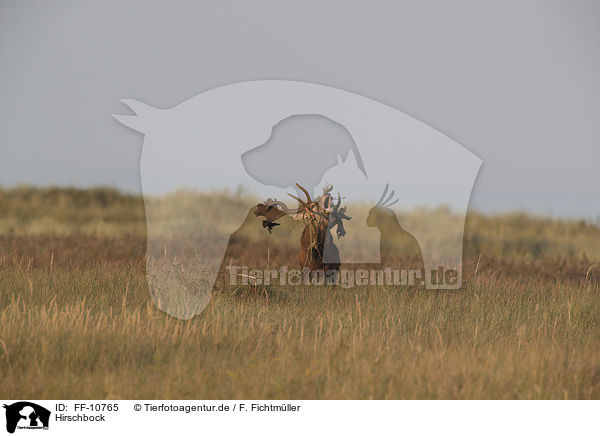 Hirschbock / stag / FF-10765