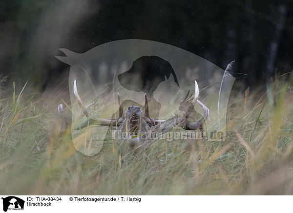 Hirschbock / Stag / THA-08434