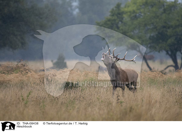 Hirschbock / Stag / THA-08438
