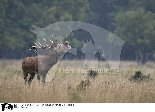 Hirschbock / Stag / THA-08444