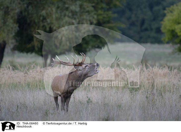Hirschbock / Stag / THA-08460