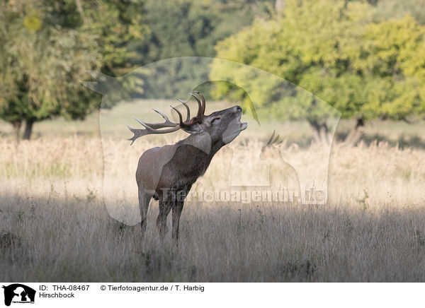 Hirschbock / Stag / THA-08467