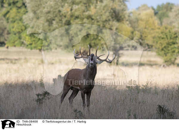 Hirschbock / THA-08468