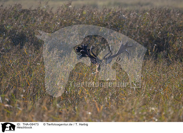 Hirschbock / Stag / THA-08473