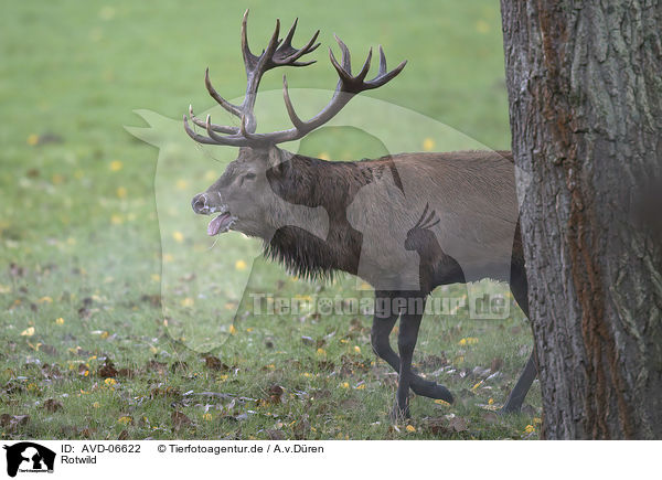 Rotwild / red deer / AVD-06622