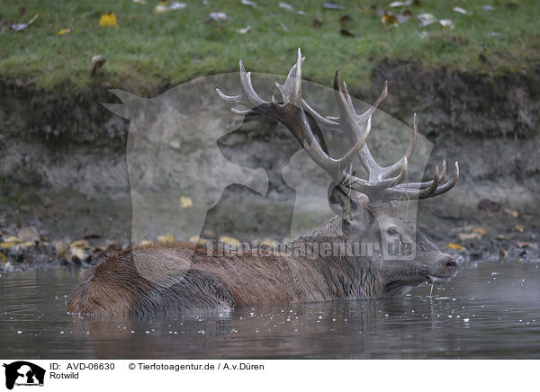 Rotwild / red deer / AVD-06630