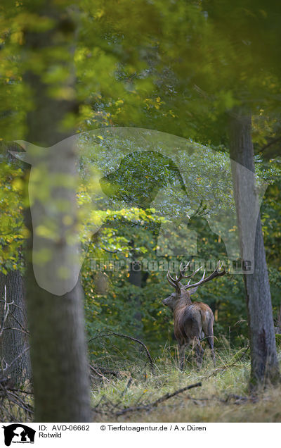 Rotwild / red deer / AVD-06662