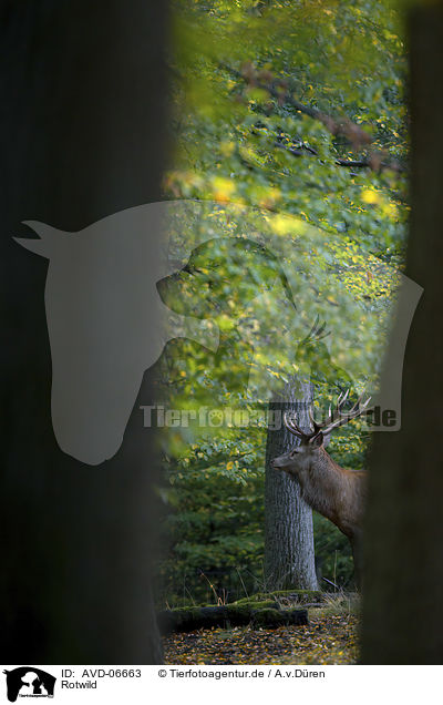 Rotwild / red deer / AVD-06663