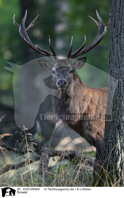 Rotwild / red deer / AVD-06669