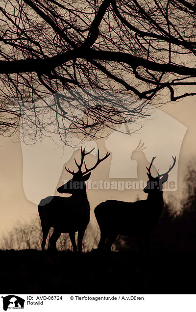 Rotwild / red deer / AVD-06724
