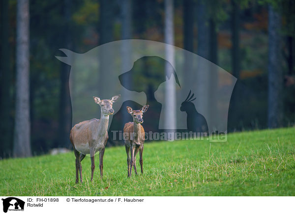 Rotwild / red deer / FH-01898
