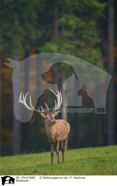 Rothirsch / red deer / FH-01899