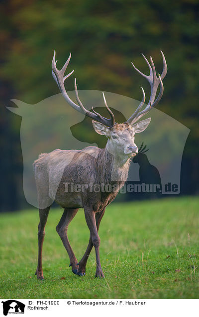 Rothirsch / red deer / FH-01900