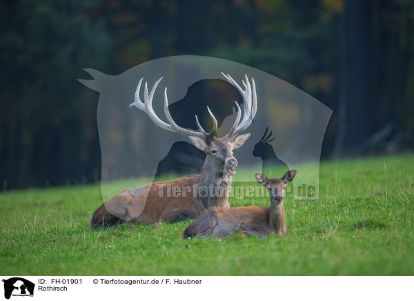 Rothirsch / red deer / FH-01901