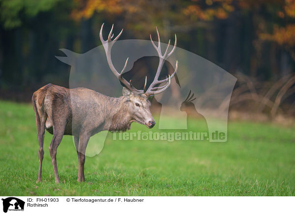 Rothirsch / red deer / FH-01903