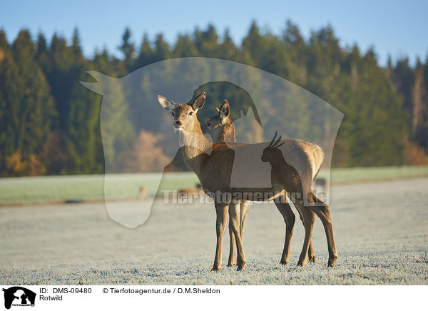 Rotwild / red deer / DMS-09480