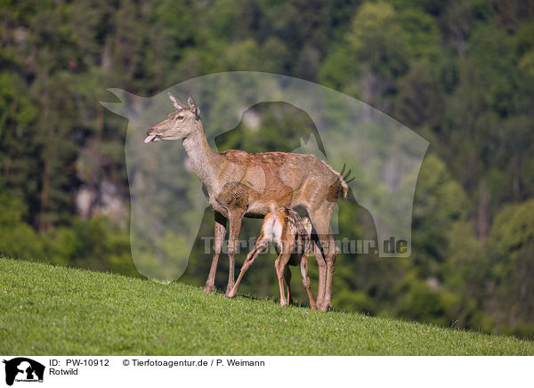 Rotwild / red deer / PW-10912